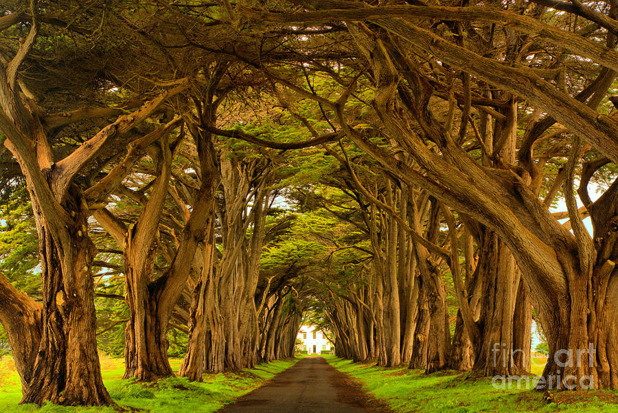 Looking Through The Point Reyes Cypress Tunnel Photograph by Adam Jewell