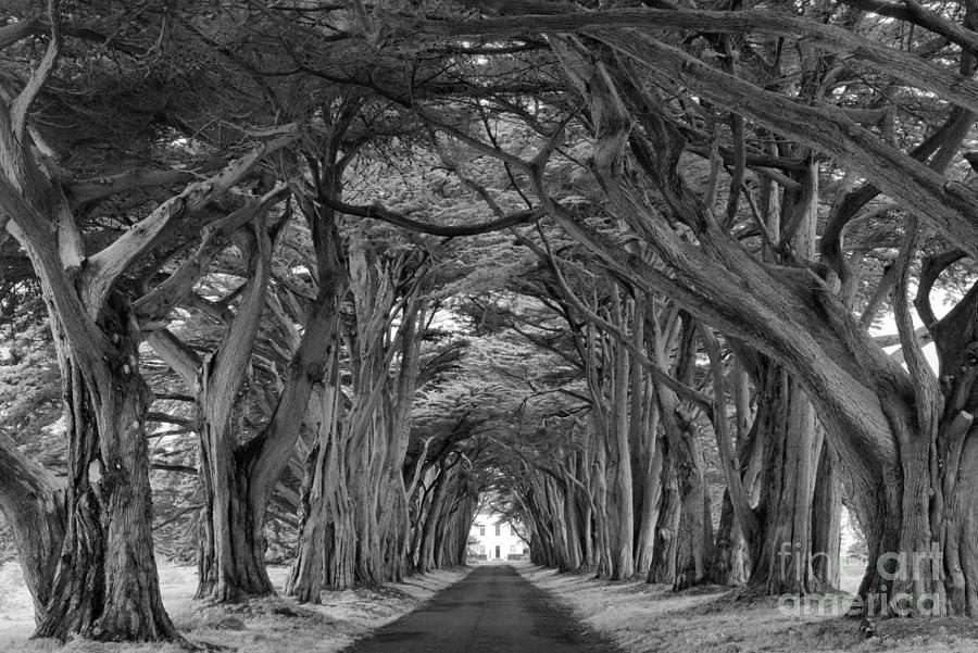 Looking Through The Point Reyes Cypress Tunnel Black And White Photograph by Adam Jewell