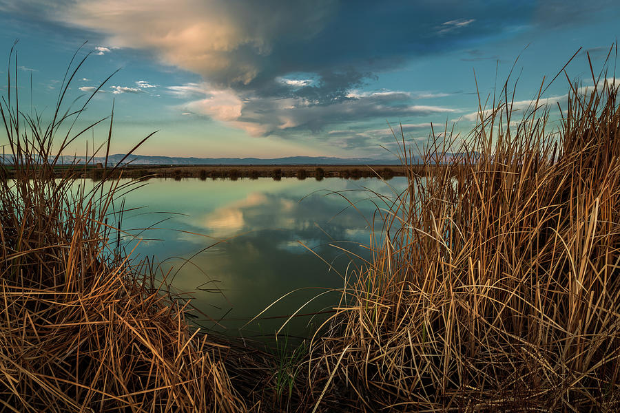 Looking Through the Reeds Photograph by Rick Strobaugh