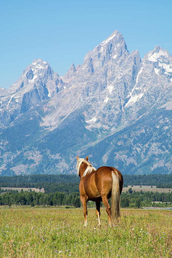 Looking Toward the Grand Tetons Photograph by Bruce Gourley
