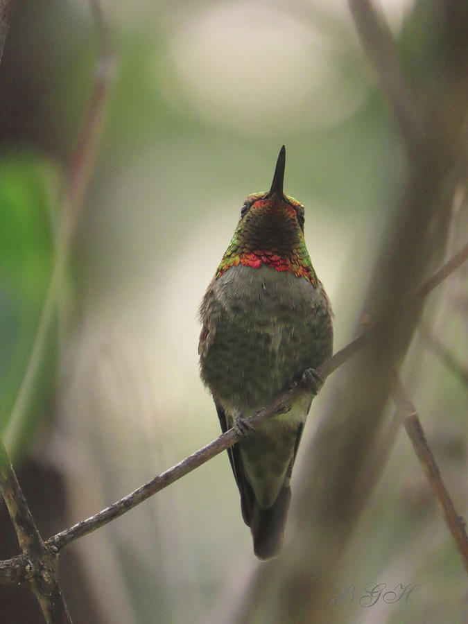 Look To the Light - Avian Art - Hummingbird Photography Photograph by Brooks Garten Hauschild