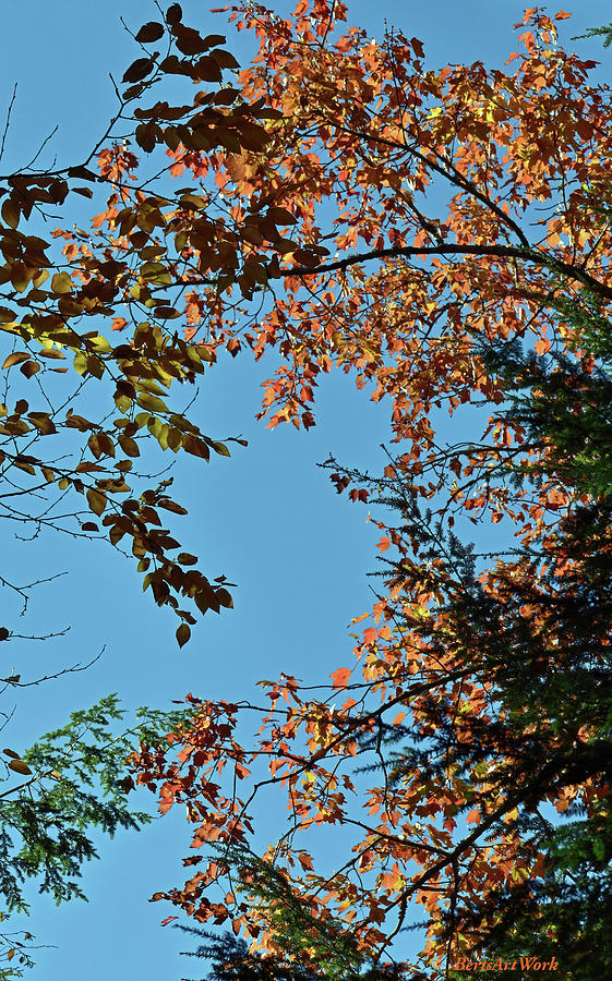 Looking towards Autumn  Photograph by Roberta Byram