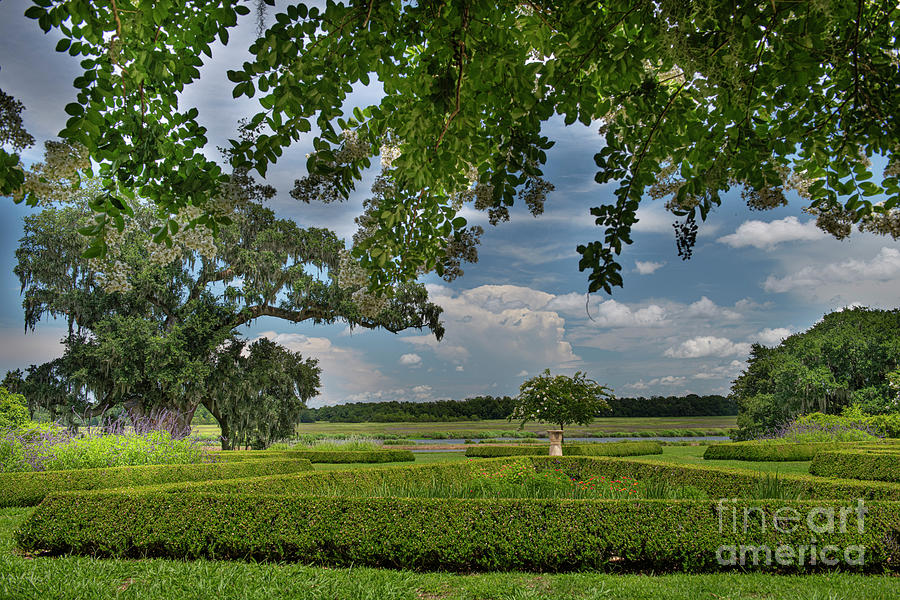 Looking Towards The Ashley River - Middleton Place Grounds Photograph