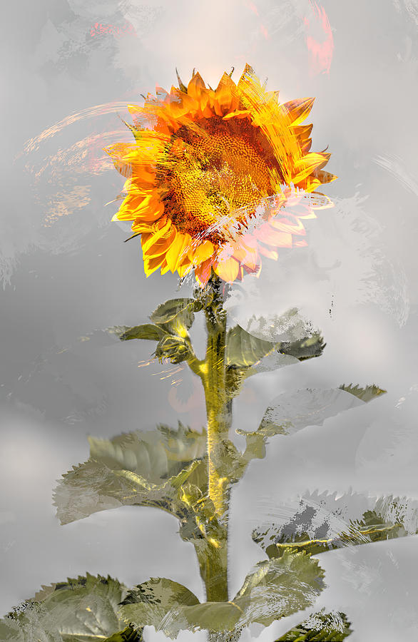 Sunflower Photograph - Looking towards the sun by Geraldine Scull