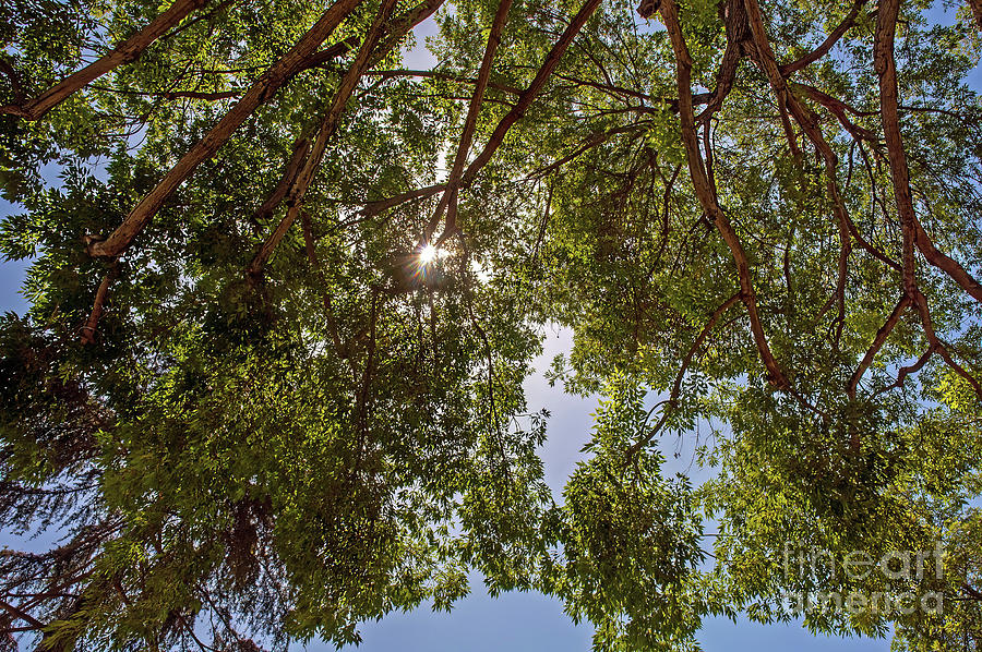 Looking Up 2022 Photograph By Michael Ziegler Fine Art America