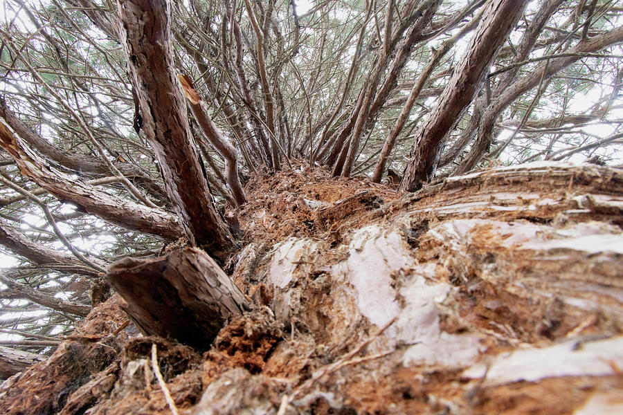 Looking up a conifer Photograph by Avenue Des Images Looking up a conifer Photograph by Avenue Des Images