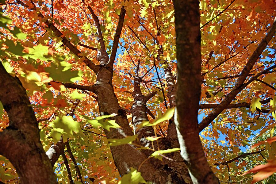 Looking up a maple tree Photograph by Monika Salvan