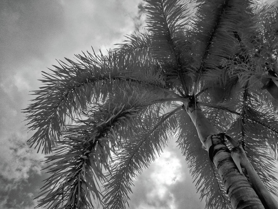 Looking up a Palm Tree Photograph by Alan Goldberg