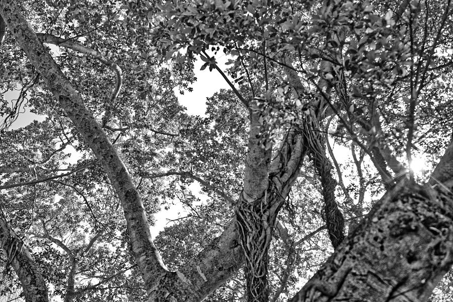 Looking Up a Tree Photograph by Alan Goldberg