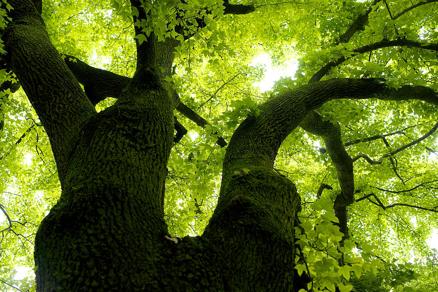 Looking up at a big and wide tree Photograph by Ken_oka