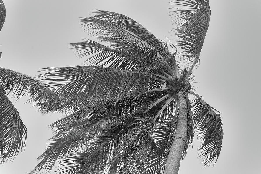 Looking Up at a Palm Tree Photograph by Alan Goldberg