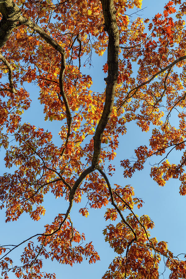 Looking up at Autumn Photograph by Cate Franklyn Looking up at Autumn Photograph by Cate Franklyn