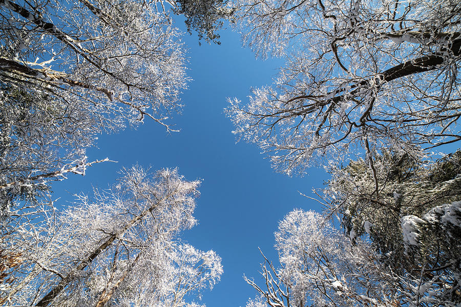 Looking up at Beautiful Snow Covered trees in Ravenswood Park Gloucester MA Photograph by Toby McGuire