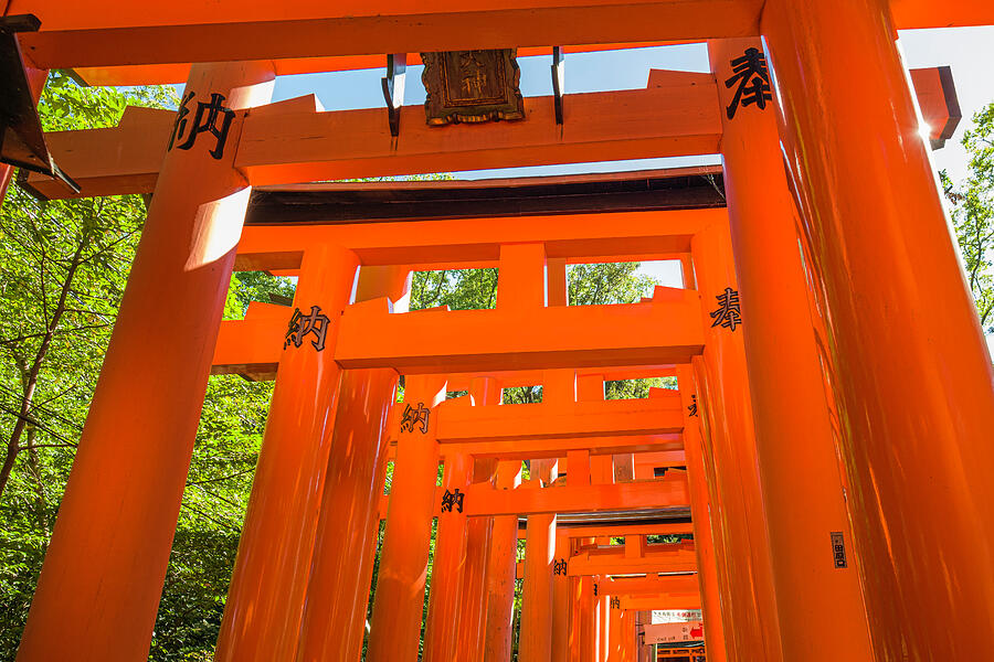 Fushimi Inari Taisha Photograph - Looking up at many Shinmei-Torii at Fushimi Inari by David L Moore