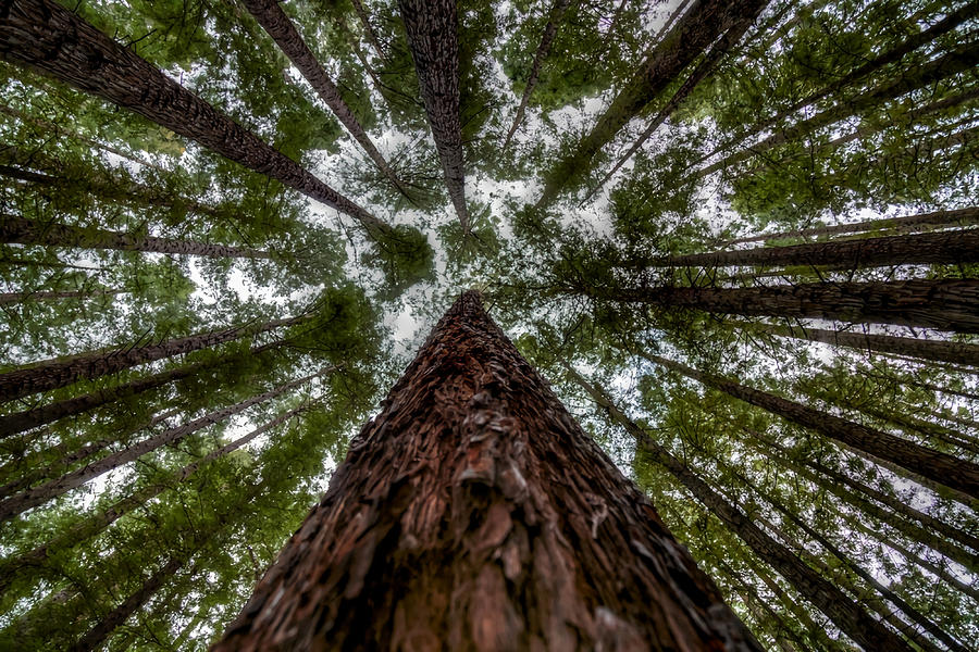 Looking Up at Redwood Forest East Warburton Painting by Hannah ...