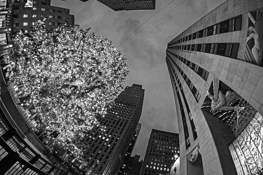 Looking up at the New York City Christmas Tree NY Black and White Photograph by Toby McGuire