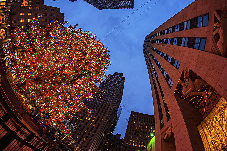 Looking up at the New York City Christmas Tree NY Photograph by Toby McGuire