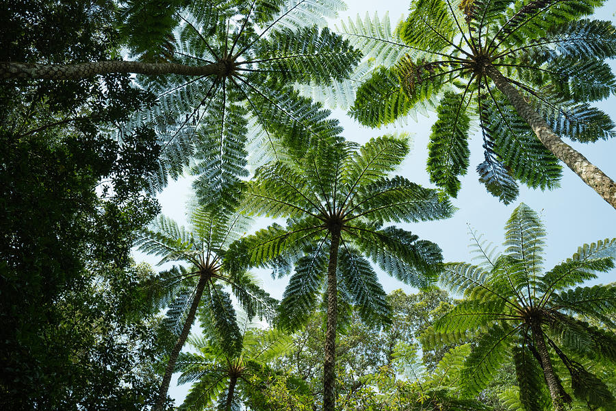 Looking up at tree fern canopy in jungle, Japan Photograph by Ippei Naoi