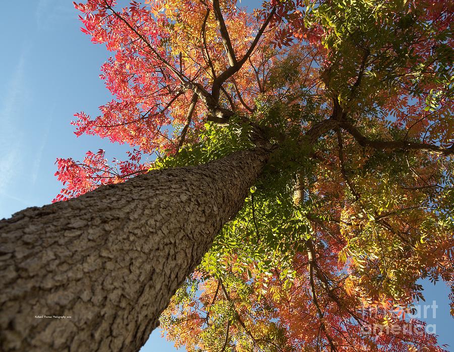 Looking Up Autumn Photograph by Richard Thomas