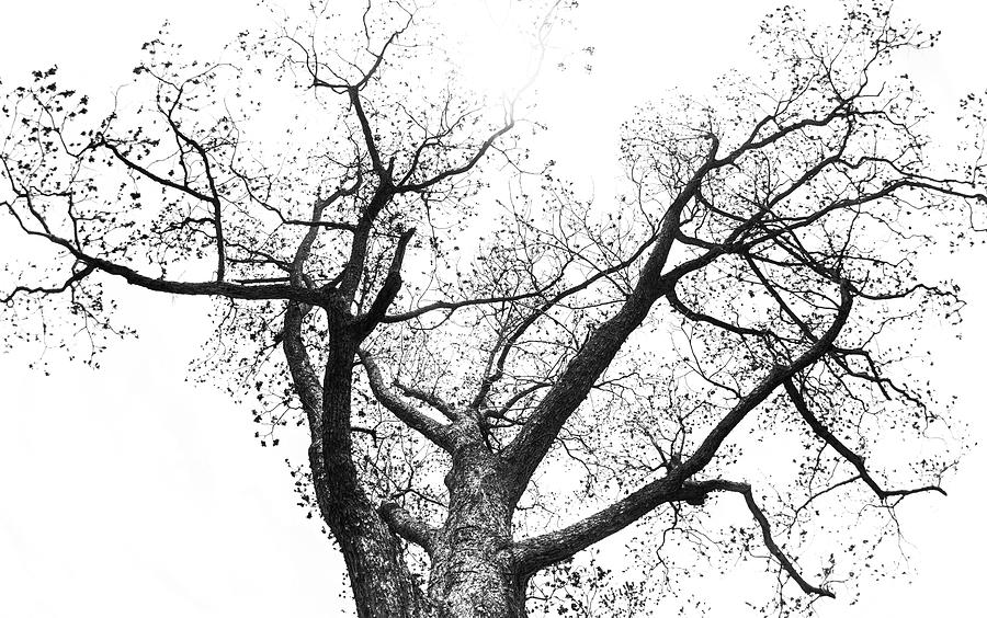 Looking Up - Branching Out - Oak Tree Abstract Photograph by Bob Decker