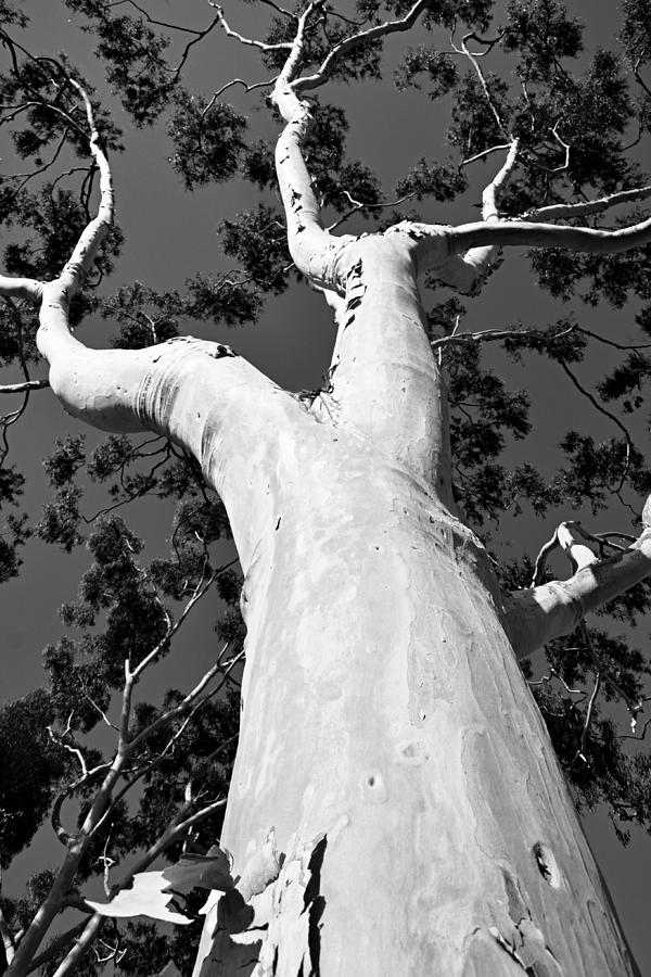 Looking Up Eucalyptus Black and White Photograph by Gaby Ethington