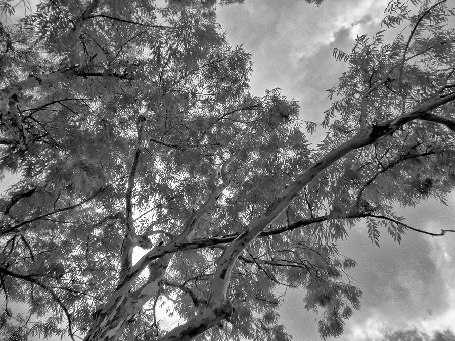 Looking Up in Black and White Infrared Photograph by Alan Goldberg