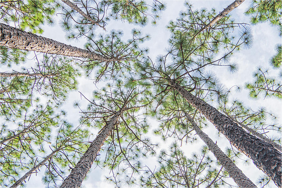 Looking Up in the Croatan National Forest Photograph by Bob Decker