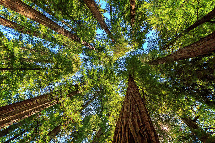 Looking Up In The Redwoods Photograph