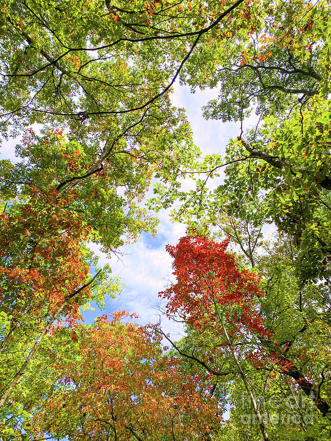 Looking Up Into Autumn Photograph by Kerri Farley