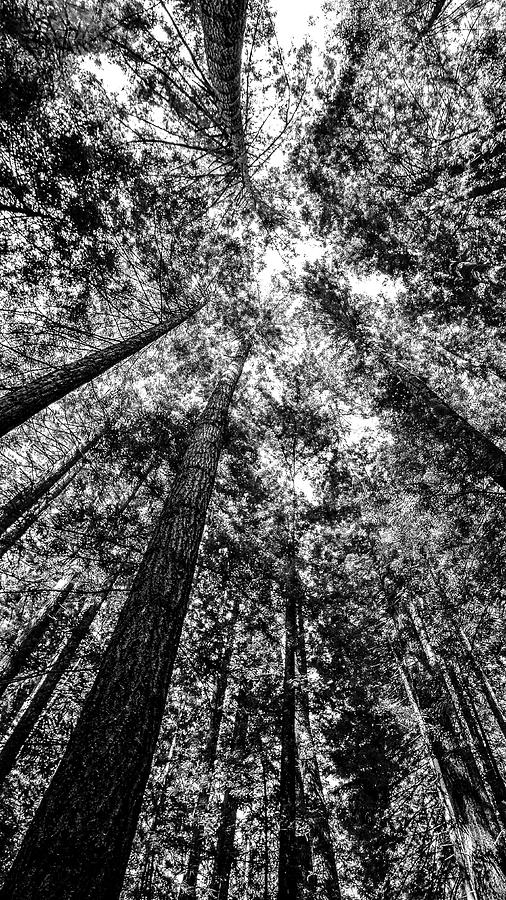 Looking up into the Trees Photograph by Mike Fusaro