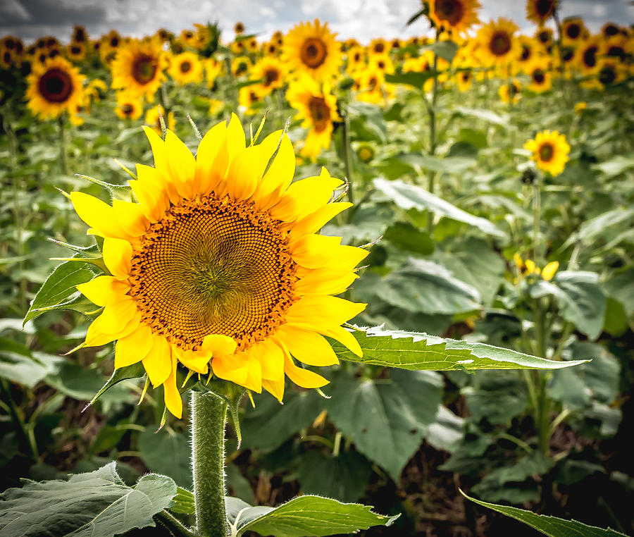 Looking up Photograph by Jackie Eatinger - Fine Art America