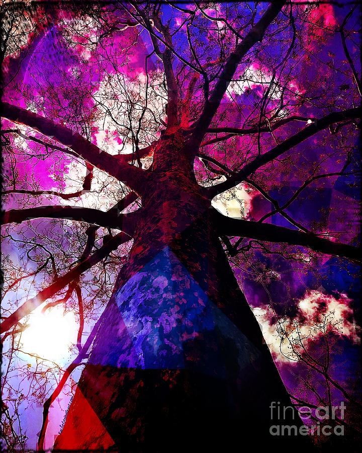 Tree Mixed Media - Looking Up by Rachel Maynard