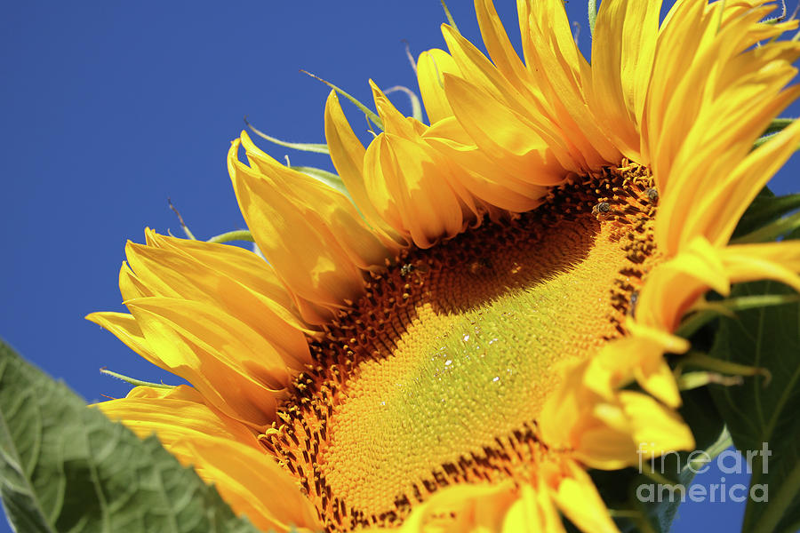 Looking Up Sunflower Photograph by Carol Groenen