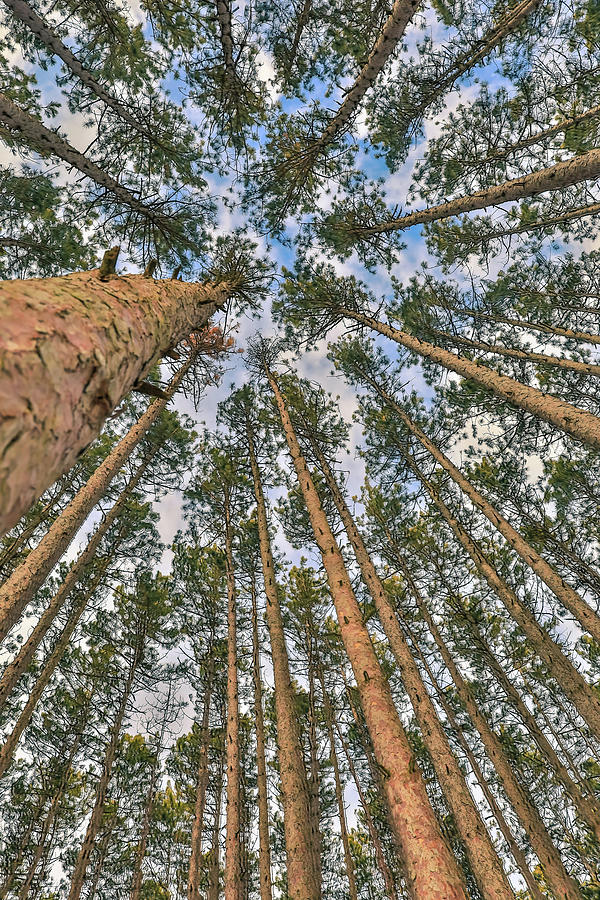 Looking Up Through Pines Photograph by Dan Sproul