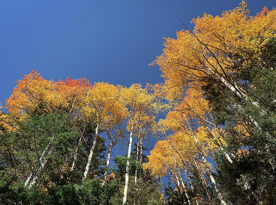 Looking Up Through the Autumn Aspens Photograph by Rebecca Herranen Looking Up Through the Autumn Aspens Photograph by Rebecca Herranen