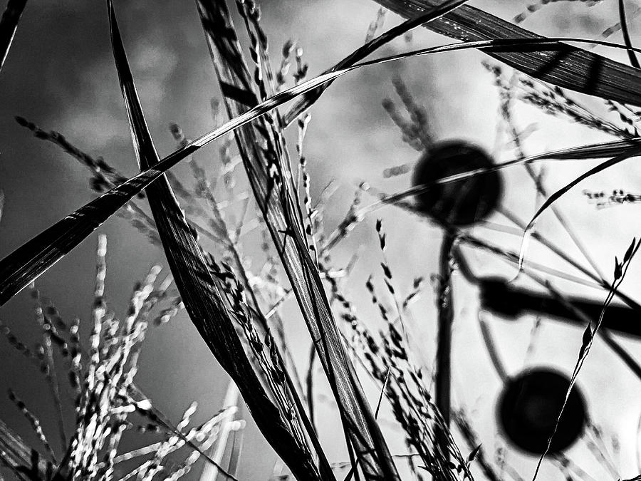 Ants view Photograph by Jim Feldman
