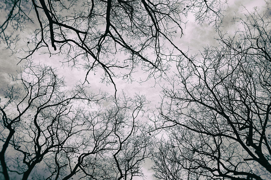 Looking Up Throught The Trees Photograph