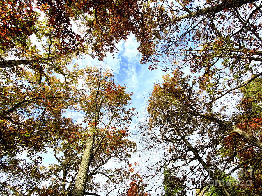 Looking Up To The Tree Tops  Photograph by Kerri Farley