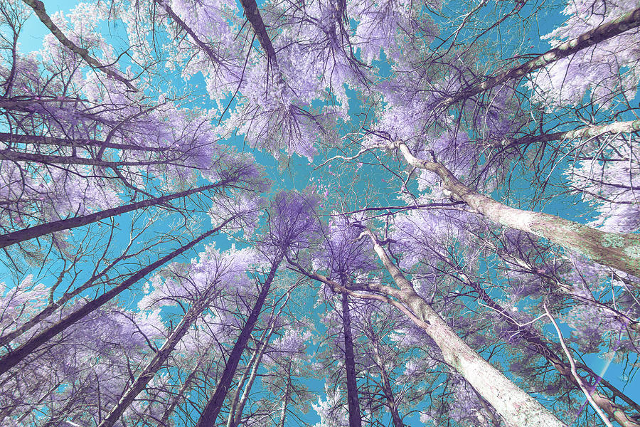 Looking Up with color IR Photograph by Brian Hale