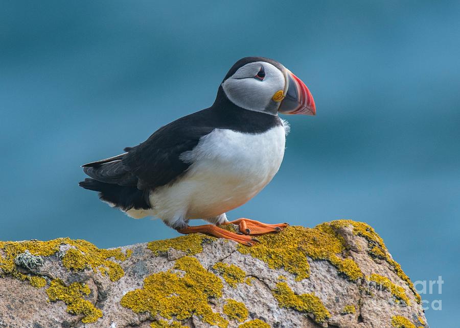 Lookout Puffin  Photograph by Michael Graham