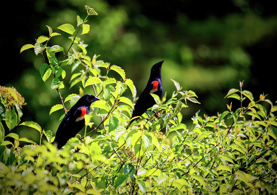 Lookouts Photograph by Mike Smale Lookouts Photograph by Mike Smale