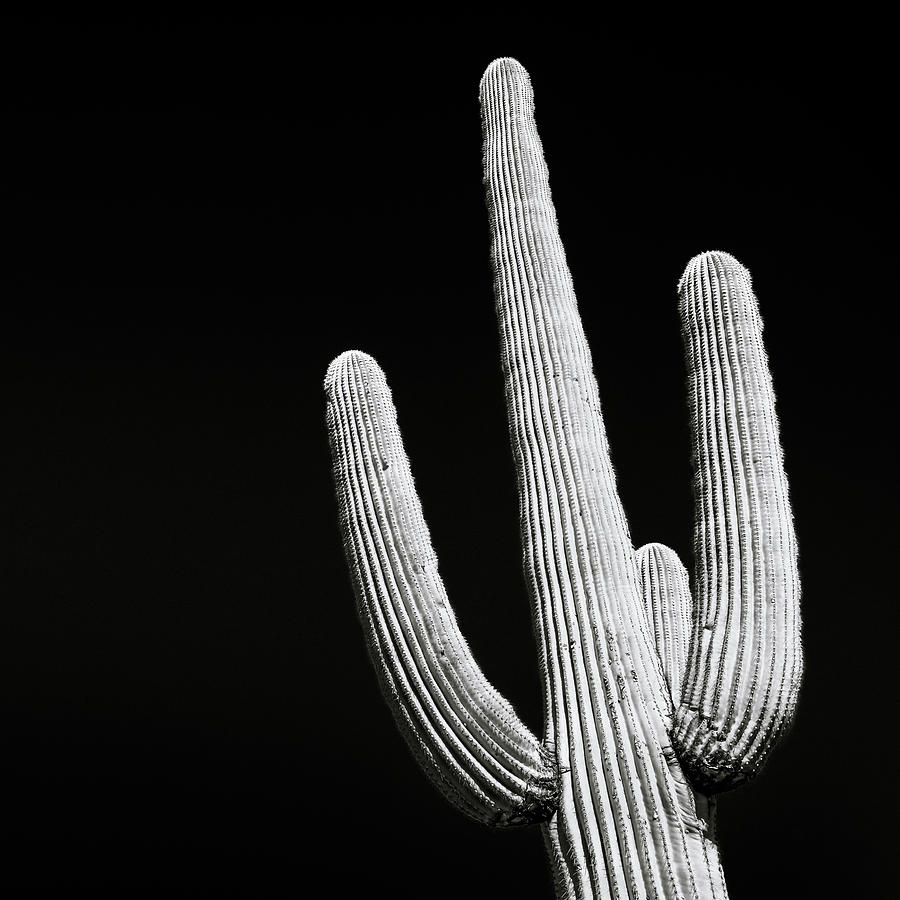 Looming Cactus Photograph by Kelly VanDellen