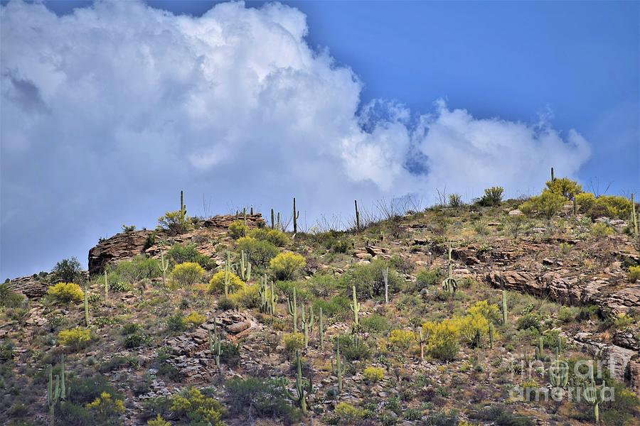 Looming Clouds At Saguaro National Park Photograph by Janet Marie