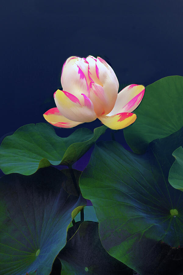 Looming Lotus Photograph by Jessica Jenney