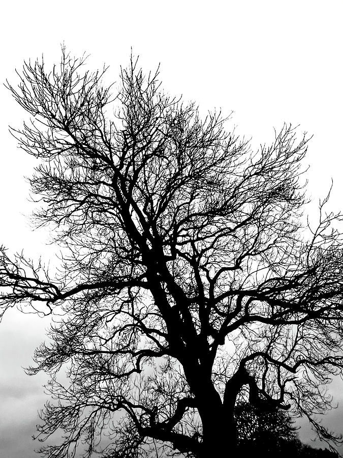 Looming Tree Photograph by Six Months Of Walking - Fine Art America