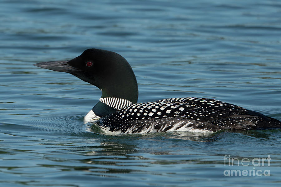 Loon 1 Photograph by Jim Schmidt MN