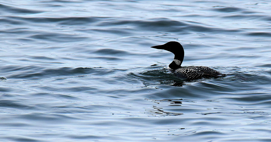 Loon 3  Photograph by Lyle Crump