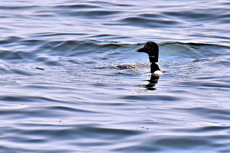 Loon 5 Photograph by Lyle Crump