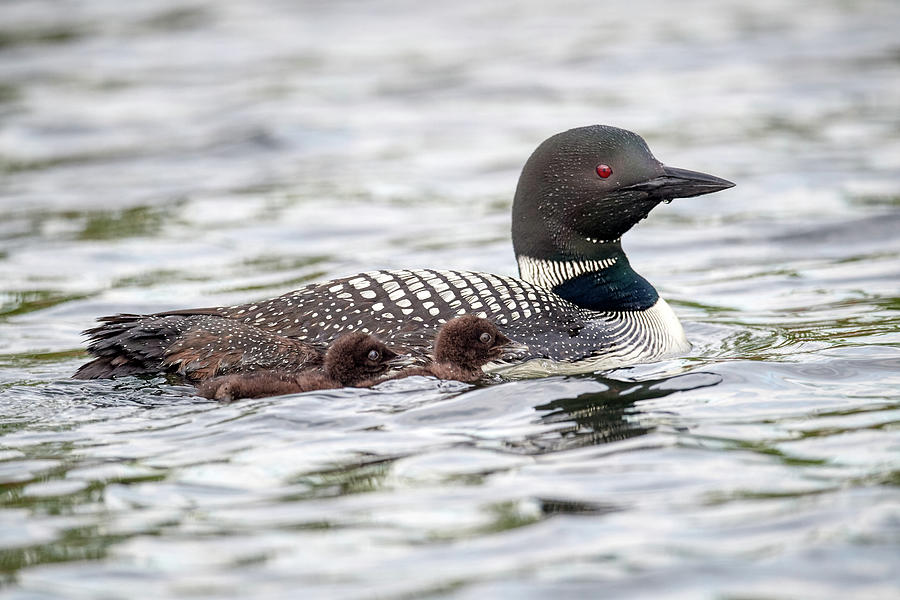 Loon and Babies Photograph by Paul Freidlund Loon and Babies Photograph by Paul Freidlund