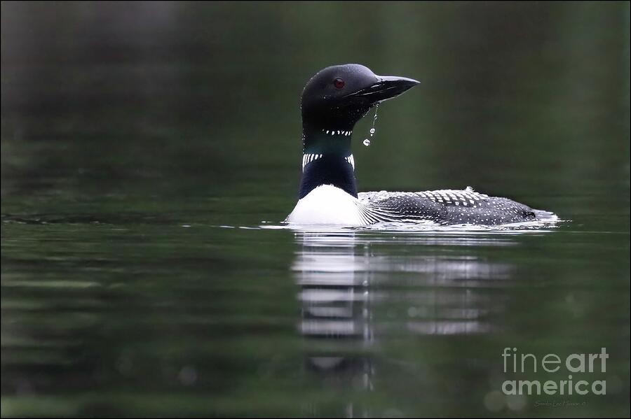 Loon and Emerald Green Reflections Photograph by Sandra Huston